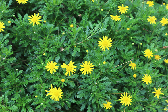 【衡阳县站】送你一朵小黄花